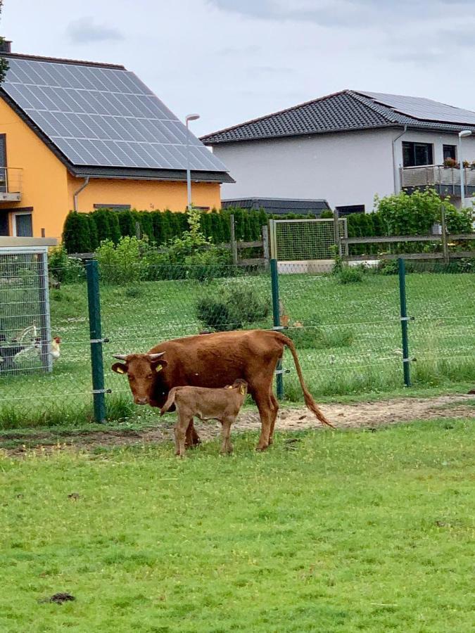 Ferienwohnung Zur Dexter-Zucht Coswig Coswig  Luaran gambar